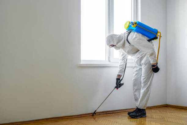 Best Wasp Removal Services  in Loveland, CO